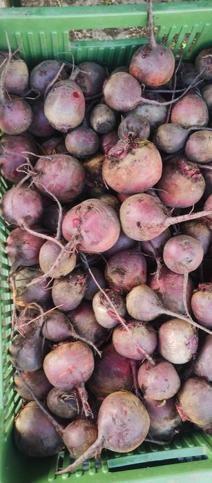 Kapusta Główki i inne Świeże Warzywa Prosto od Rolnika