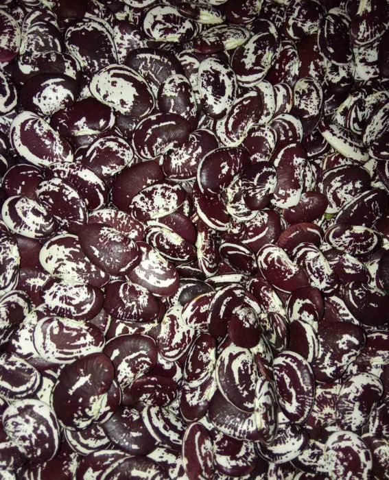 Квасоля Лімська різдвяна