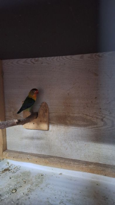 Sprzedam nierozlaczki jak na zdjeciu