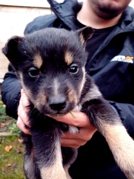 Цуценята від хаски та лабрадора