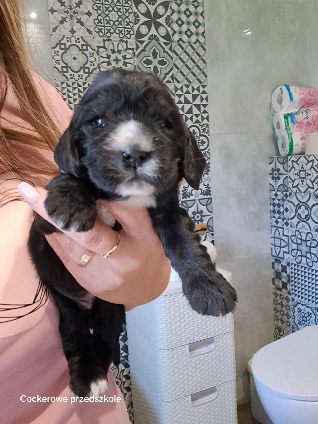 Cocker spaniel angielski