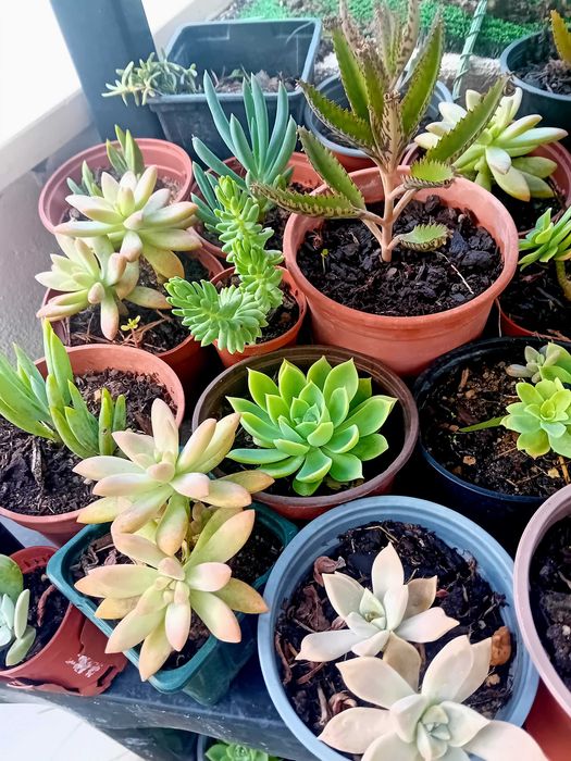 10 suculentas mix