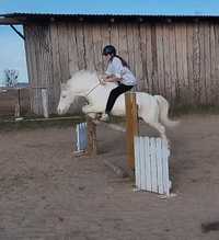 Kuc, 125 cm, 9 lat, rekreacja, mały sport, koń rodzinny