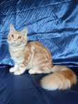 Котенок мейн-кун девочка