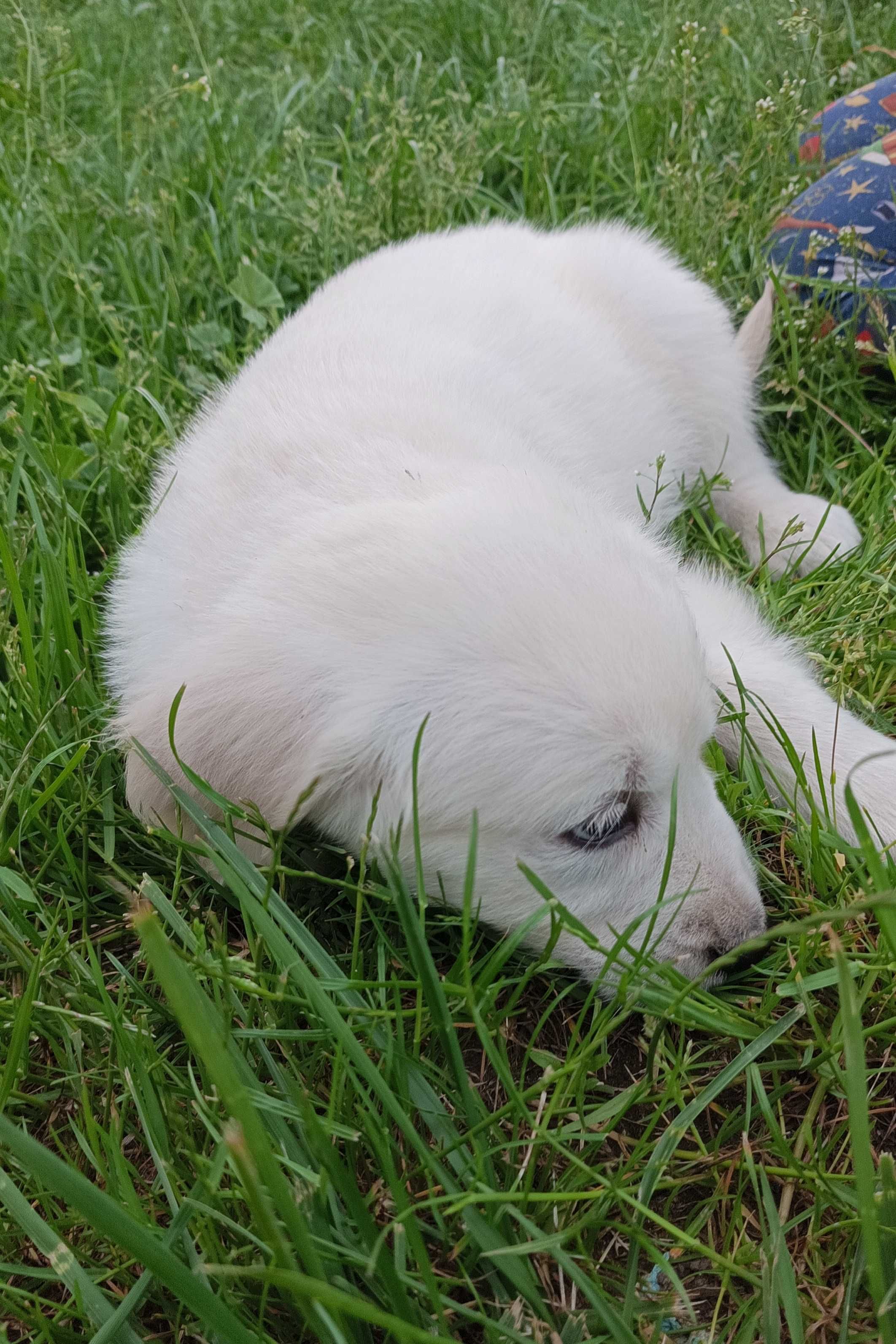 Golden retriever gotowe do odbioru