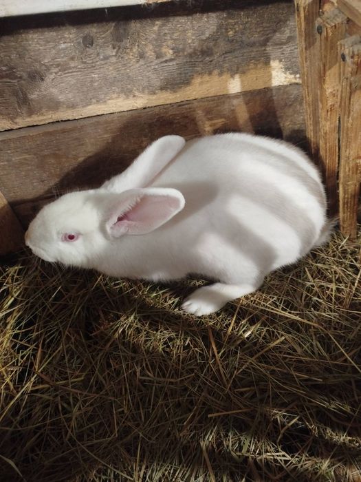 Продам самичок (самки)