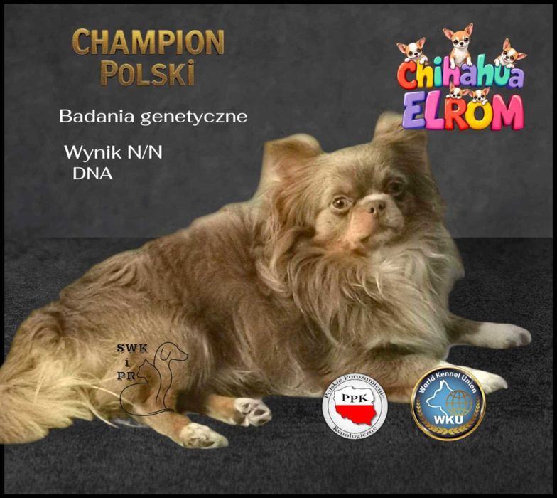 **Długowłosa sunia Calineczka**