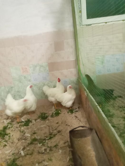 Змінять прописку білі віандоти