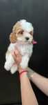 Cavapoo suczka badania genetyczne szkolenie cavalier pudel