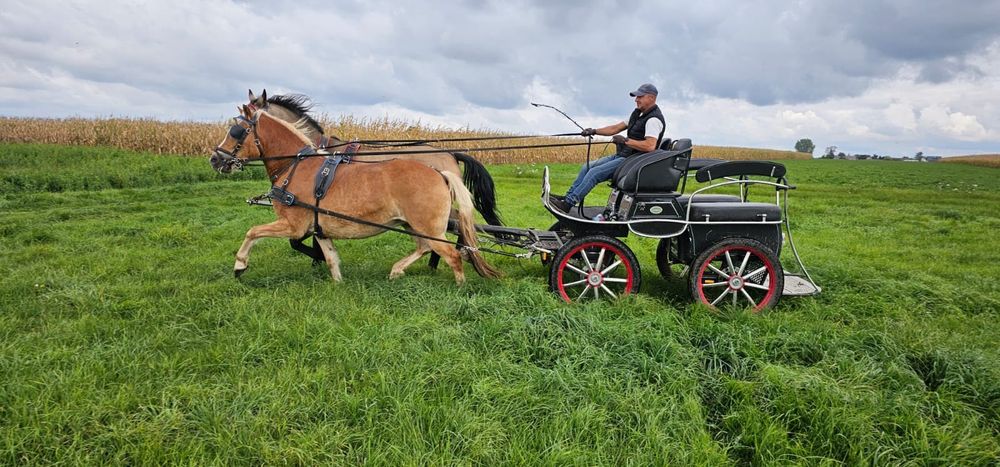 Klacz Haflinger Natka 3 lata