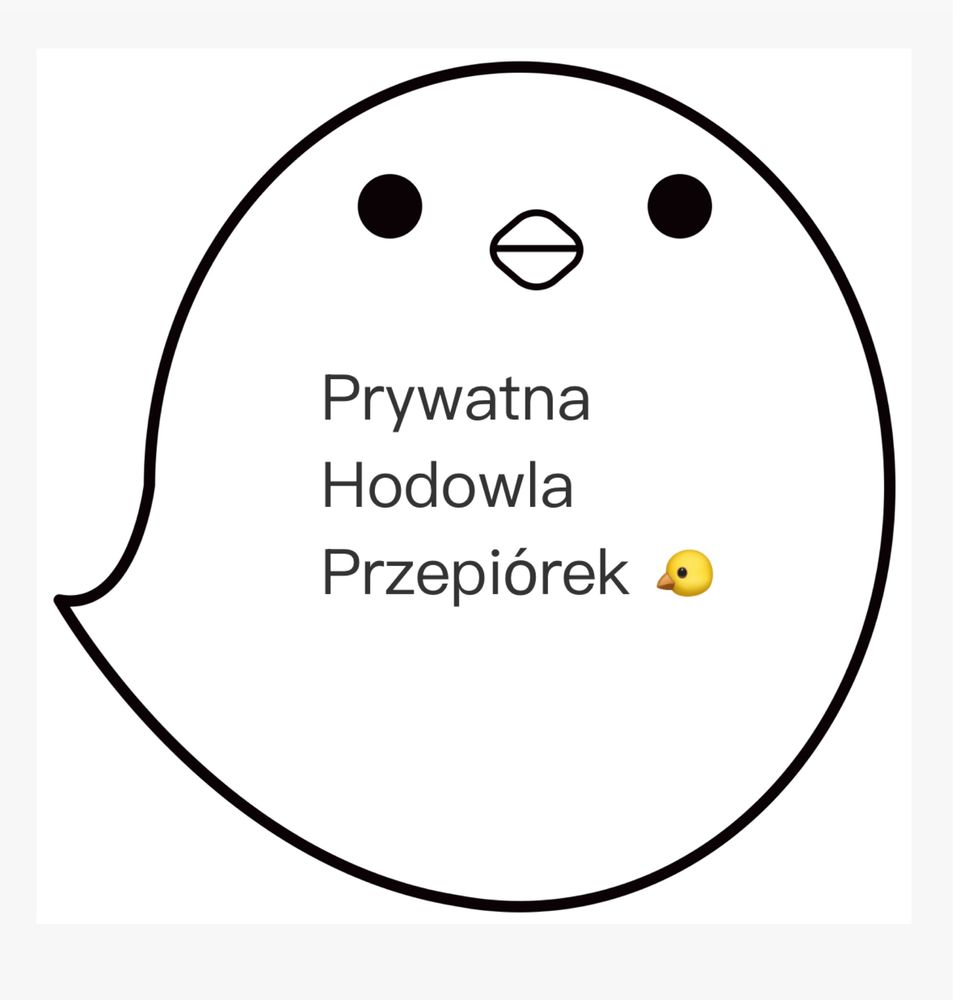 Samce przepiórka Texas