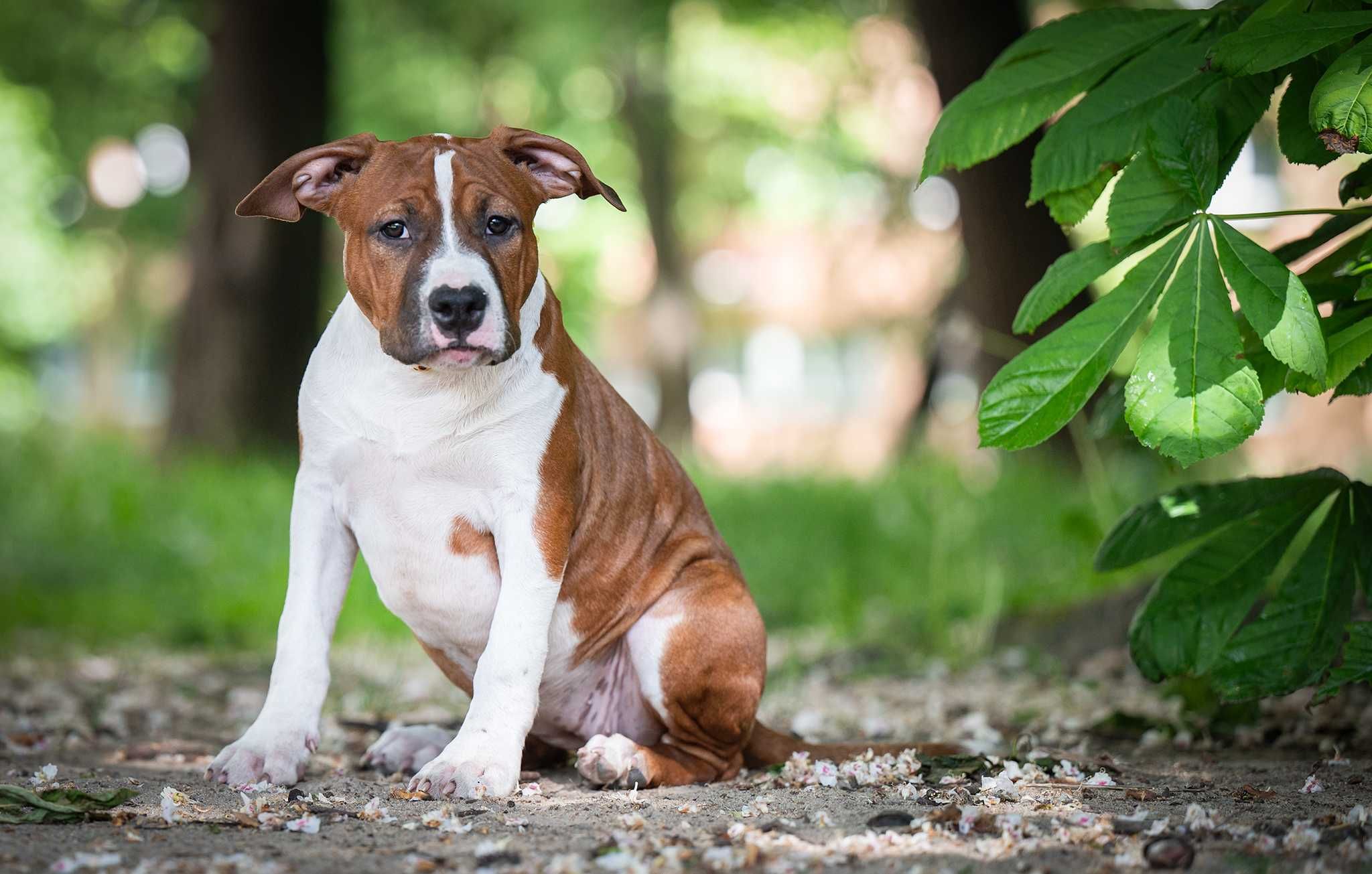 Suczka American Staffordshire Terrier ZKwP