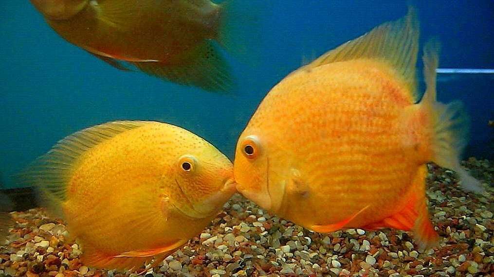 Pielęgnica severum Gold tylko 18 zł