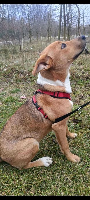 Ava młodziutka sunia szuka domu