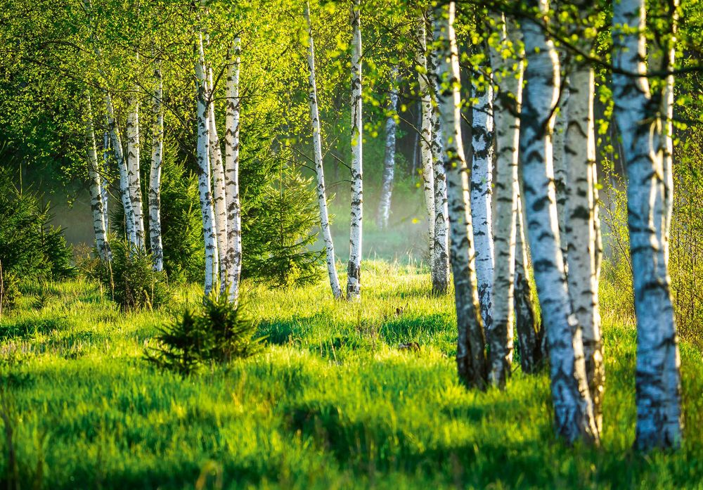 Fototapeta Brzozy Las Natura Widok 3D Na Twój Własny Rozmiar + KLEJ