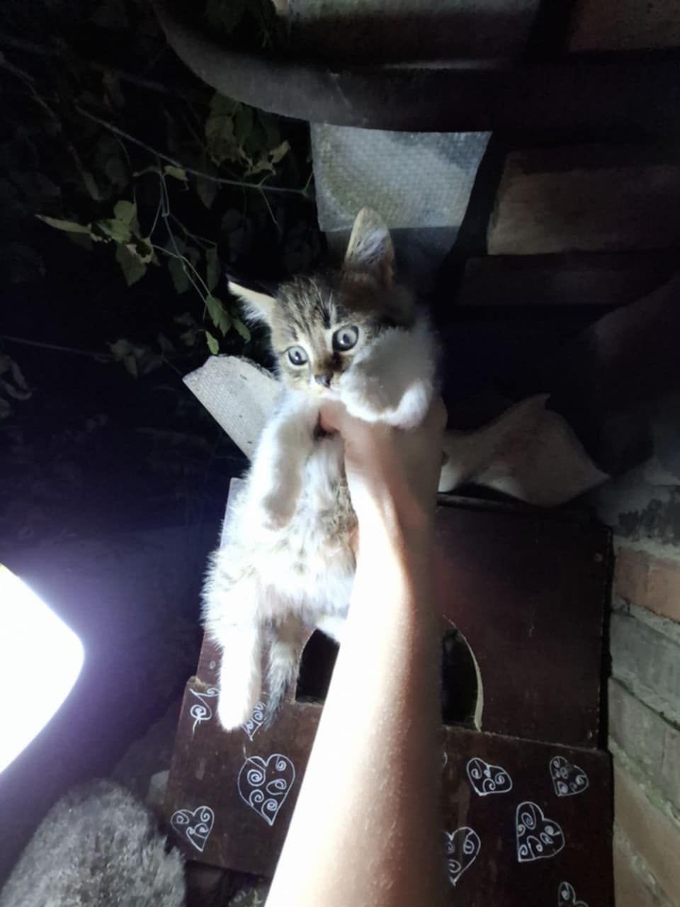 Щенки и котята в добрые руки