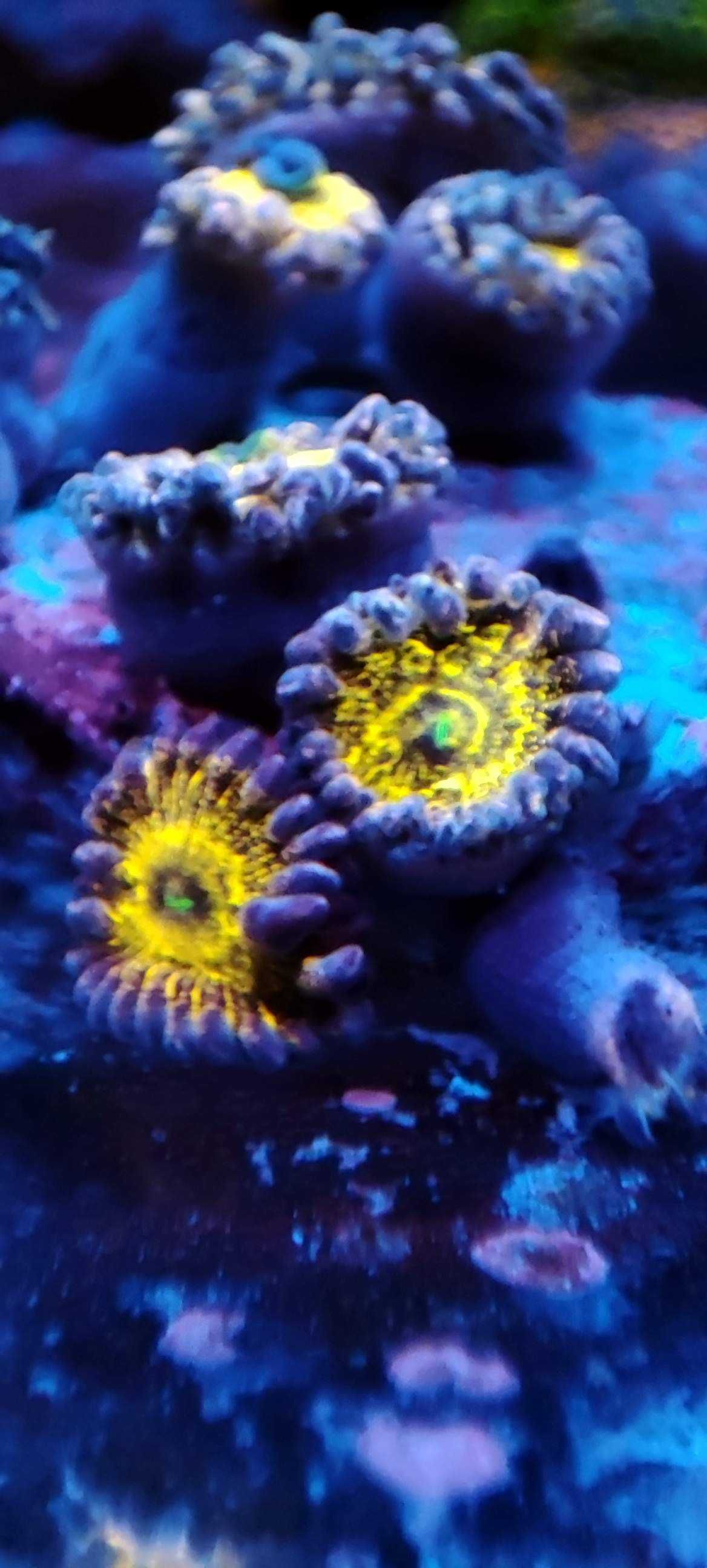 Stratosphere zoa