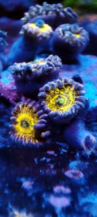 Stratosphere zoa