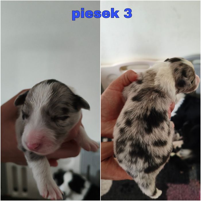 Border Collie ZKwP/FCI - piesek czarno- biały