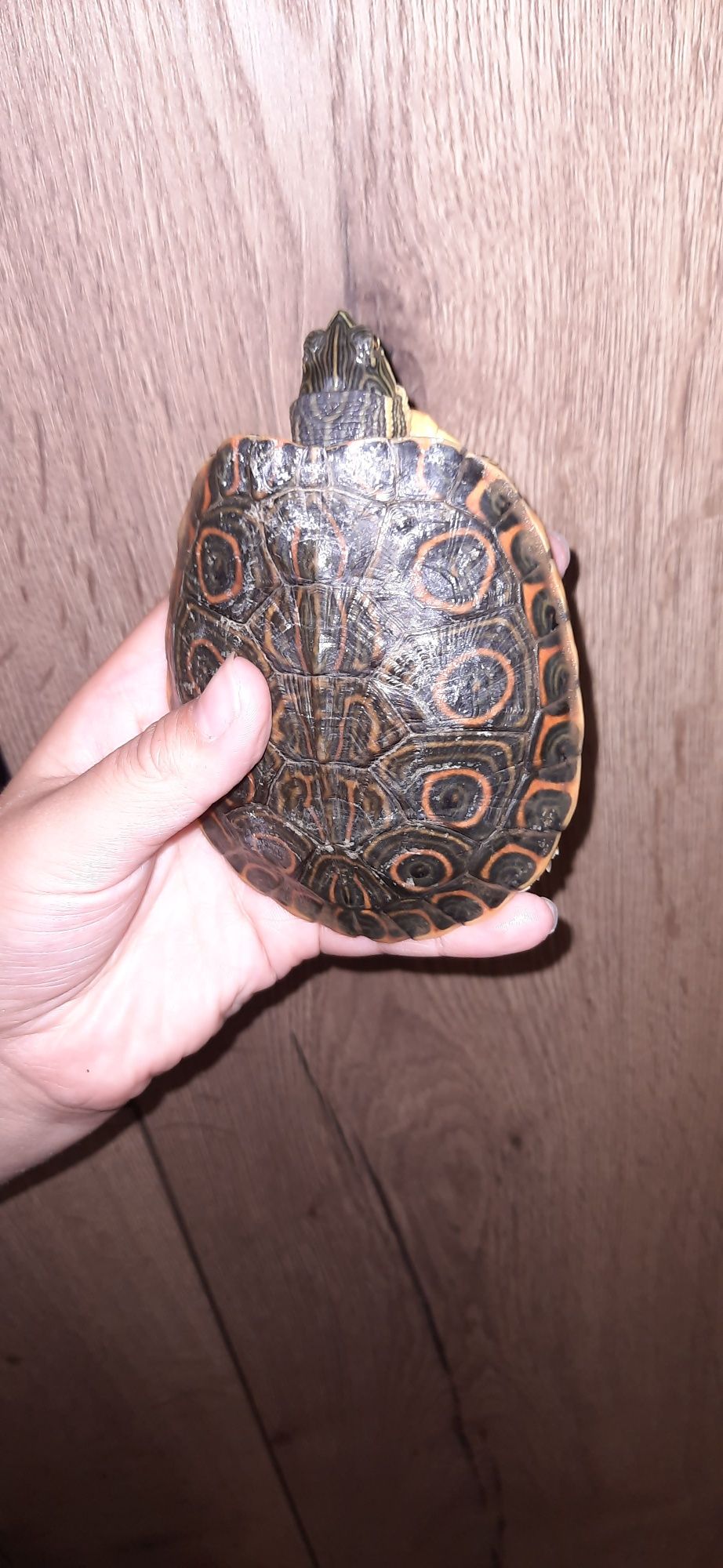 Sprzedam terrarium dla żółwia wodno lądowego