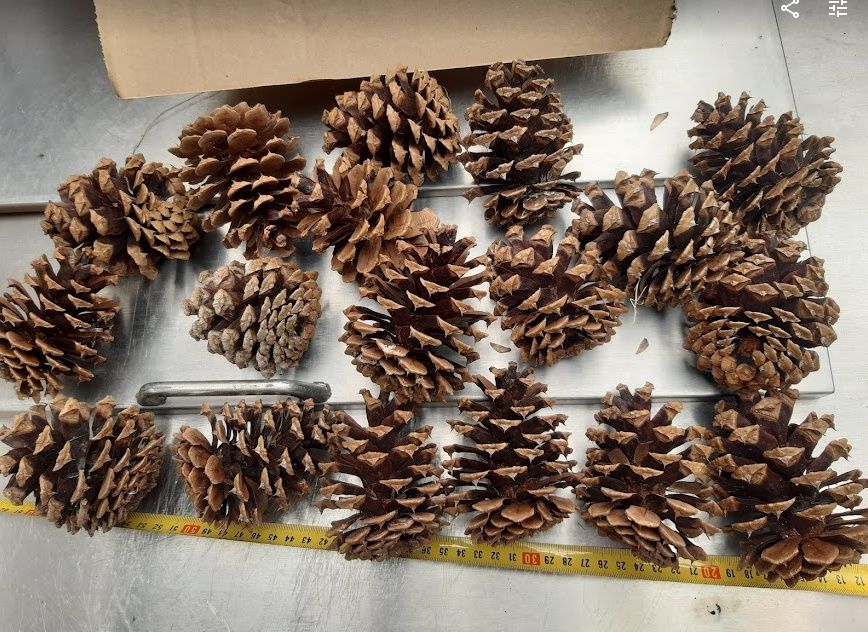 100 szt Szyszki ozdobne stroik świąteczny 8-10cm fi 7-8cm