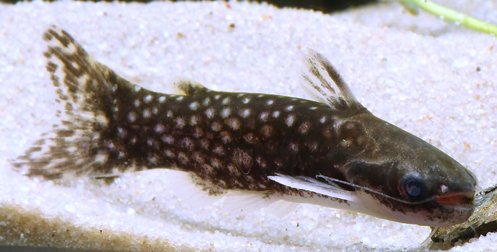 Tatia galaxias - Sumik - dowozimy, wysyłamy