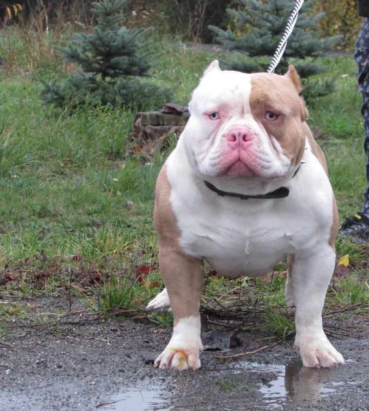 American Bully Standard/Classic Sunia