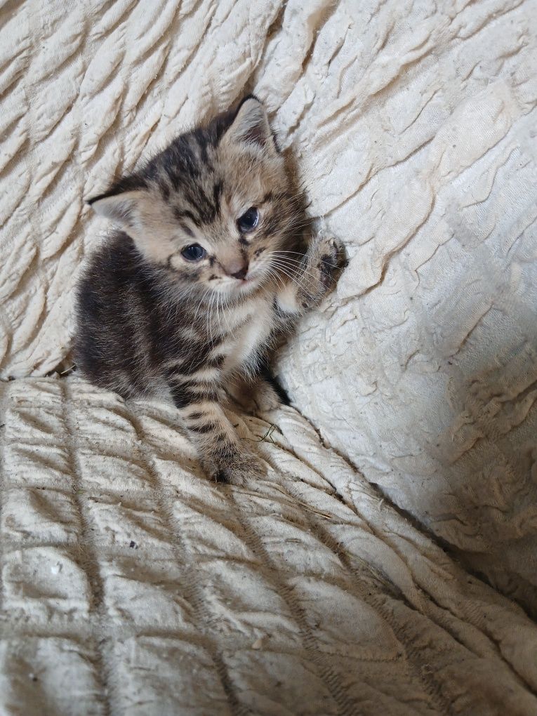 Кошеня  британська прямовуха
