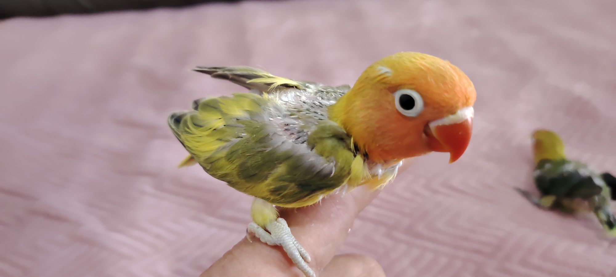 Agapórnis Fischer Opalino.
