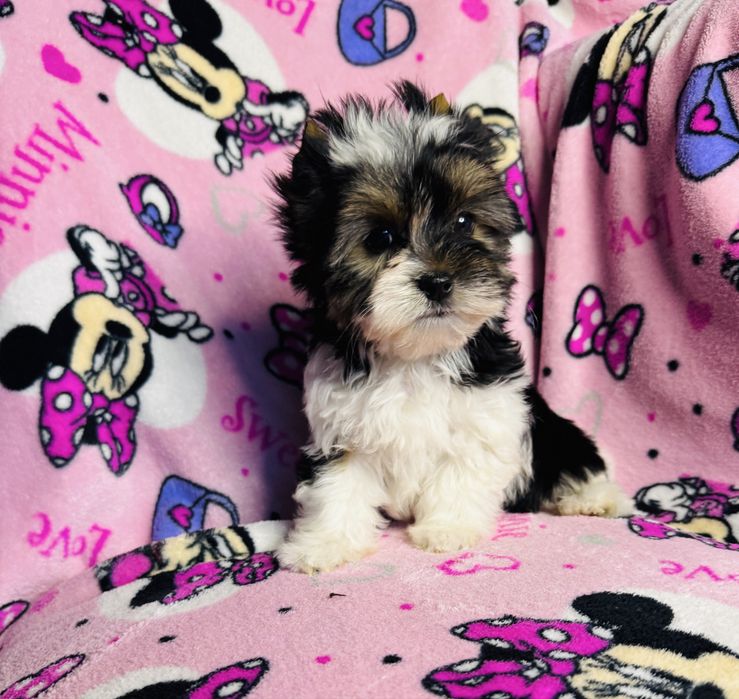 Piękna dziewczynka york biewer