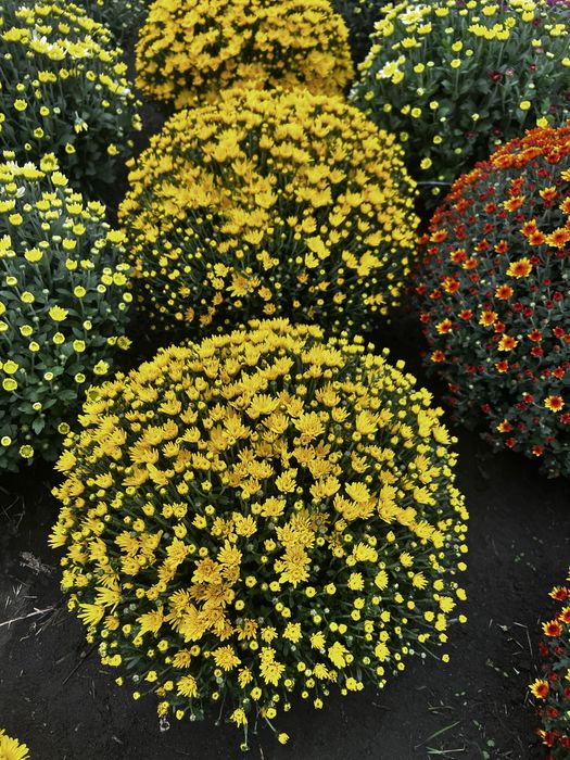 Chryzantemy od Producenta