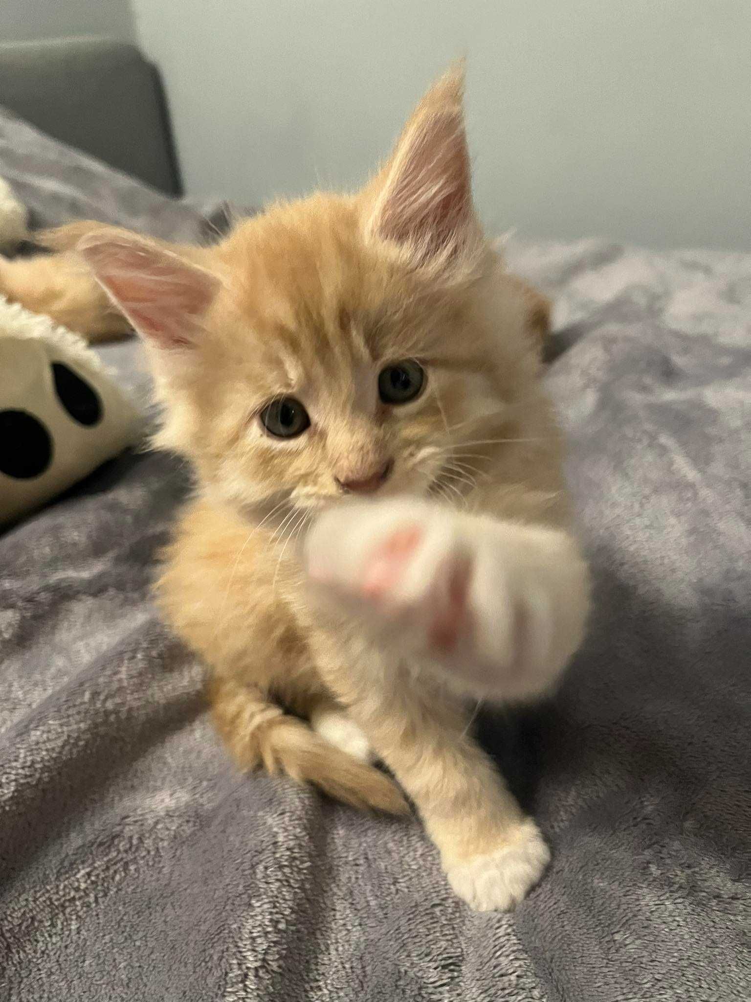 Beżowy kotek Maine Coon