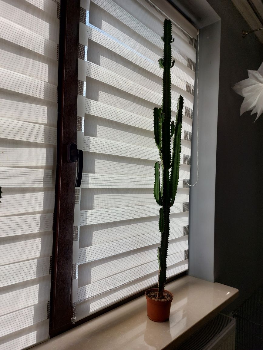 Kaktus Wilczomlecz 120cm Kwiatek Dekoracja