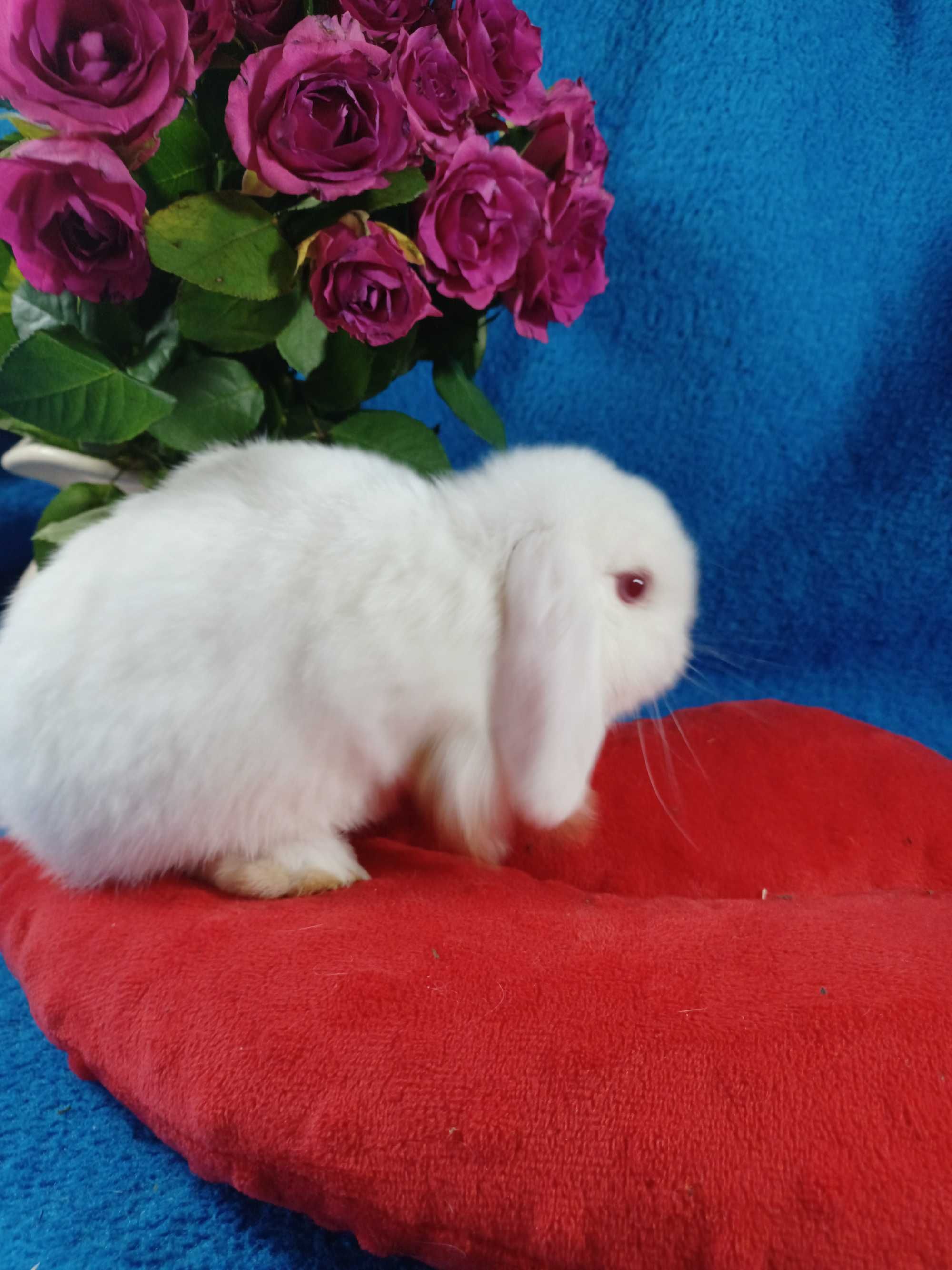 Mini Lop z hodowli Polskie -Jabłuszko PL.