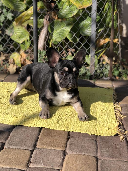 Французський бульдог