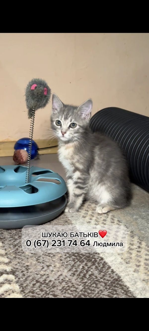 Подарю маленькую котейку 2 мес