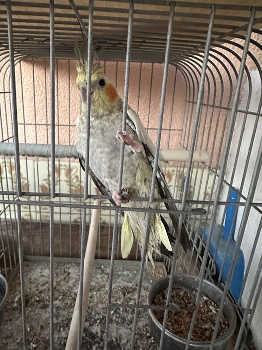 Caturras femeas uma delas mansa + gaiola grande