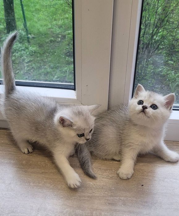 Кошенята срібної та золотой шиншили