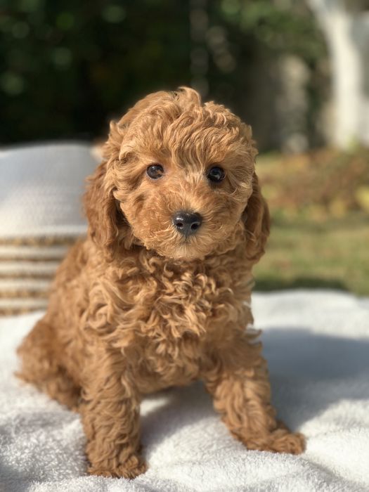 Той пудель продаж