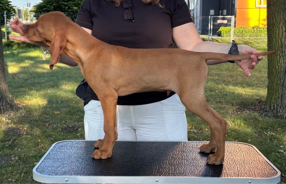 Piesek - wyzeł węgierski FCI