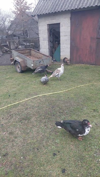 Sprzedam indyki i indory