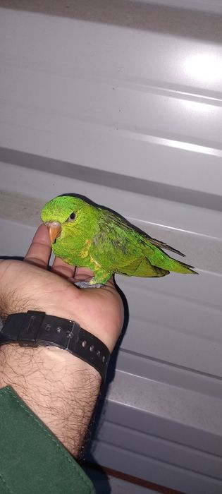 Casal loris chorolopidotus  criados à mão