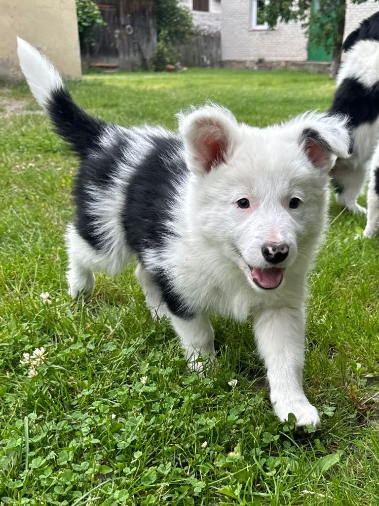 Border collie wyjątkowy