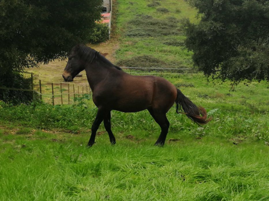 Cavalo cruzado - castrado - 12 anos