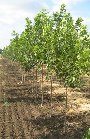 Ясень!опт!розница!большое количество!