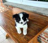 Piesek Border Collie