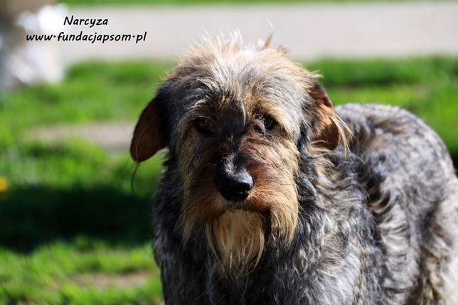 Narcyza - szorstkowłosa psinka
