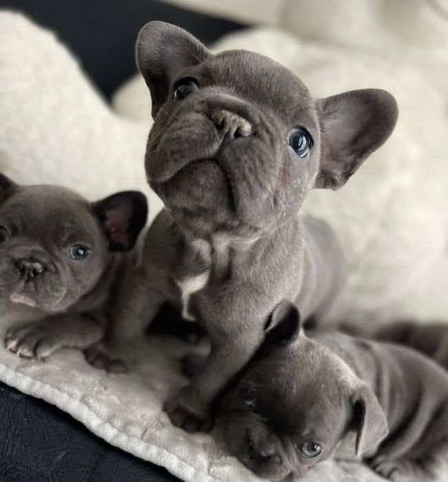 Блакитний колір,французи.