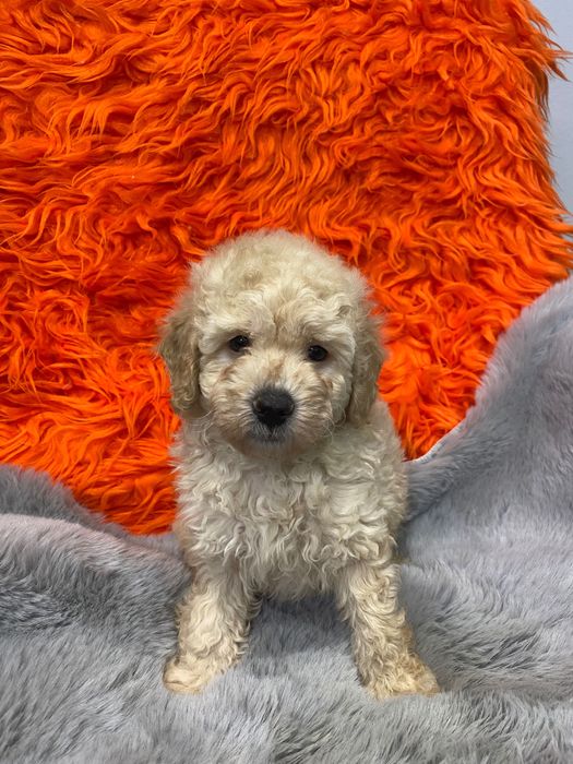 Sprzedam pięknego pudla