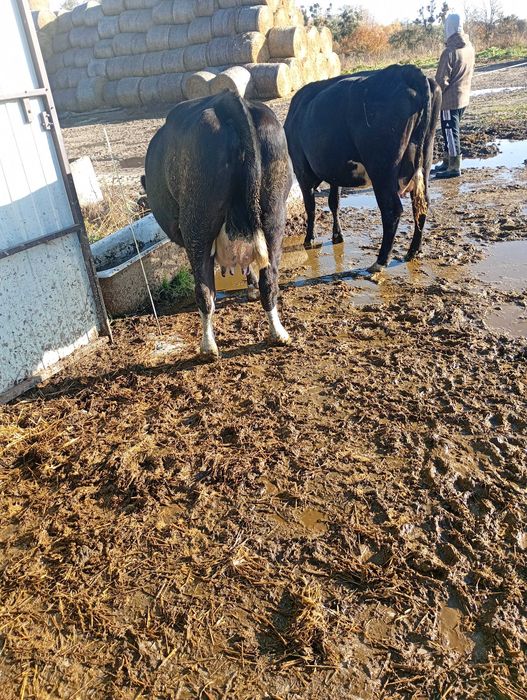 Krowa cielna mlode 2 sztuki